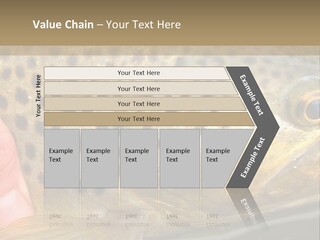 Fishing Rainbow Catch PowerPoint Template