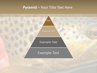 Fishing Rainbow Catch PowerPoint Template