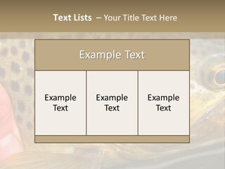 Fishing Rainbow Catch PowerPoint Template