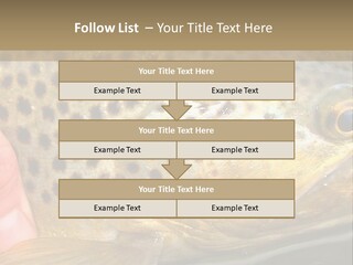 Fishing Rainbow Catch PowerPoint Template