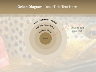 Fishing Rainbow Catch PowerPoint Template