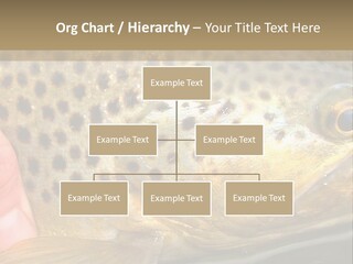 Fishing Rainbow Catch PowerPoint Template