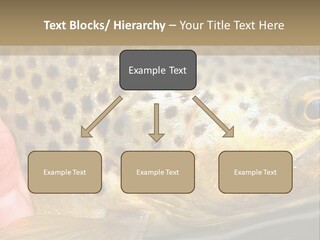 Fishing Rainbow Catch PowerPoint Template