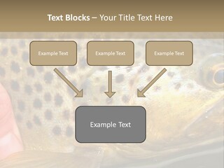 Fishing Rainbow Catch PowerPoint Template