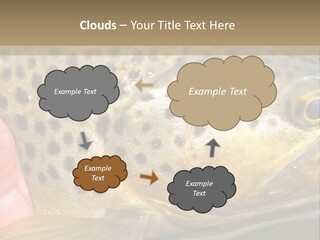 Fishing Rainbow Catch PowerPoint Template