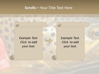 Fishing Rainbow Catch PowerPoint Template