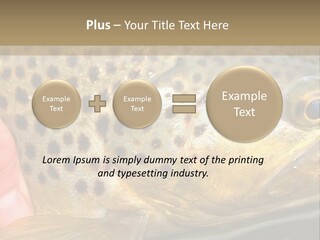 Fishing Rainbow Catch PowerPoint Template