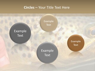 Fishing Rainbow Catch PowerPoint Template