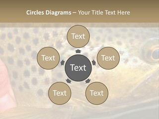 Fishing Rainbow Catch PowerPoint Template