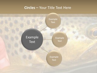 Fishing Rainbow Catch PowerPoint Template