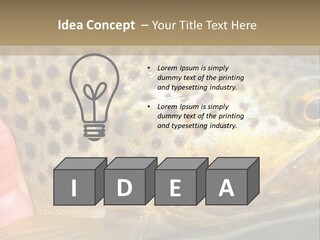 Fishing Rainbow Catch PowerPoint Template