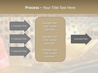 Fishing Rainbow Catch PowerPoint Template