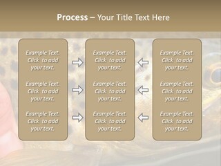 Fishing Rainbow Catch PowerPoint Template