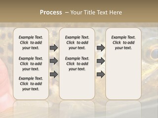 Fishing Rainbow Catch PowerPoint Template
