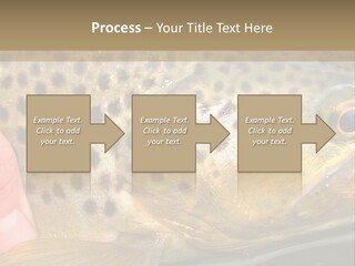 Fishing Rainbow Catch PowerPoint Template