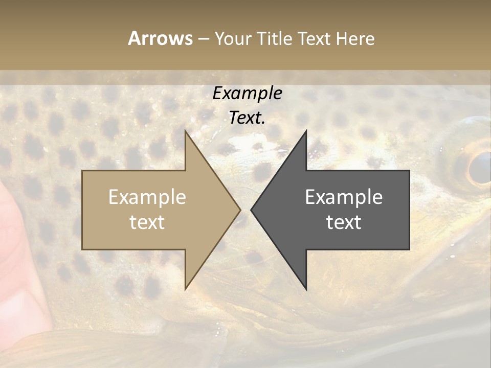 Fishing Rainbow Catch PowerPoint Template