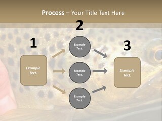 Fishing Rainbow Catch PowerPoint Template