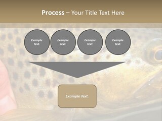 Fishing Rainbow Catch PowerPoint Template