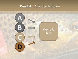 Fishing Rainbow Catch PowerPoint Template