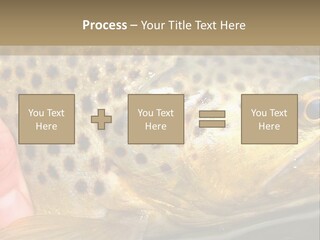 Fishing Rainbow Catch PowerPoint Template