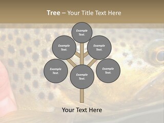 Fishing Rainbow Catch PowerPoint Template