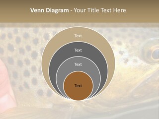 Fishing Rainbow Catch PowerPoint Template