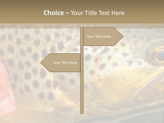 Fishing Rainbow Catch PowerPoint Template