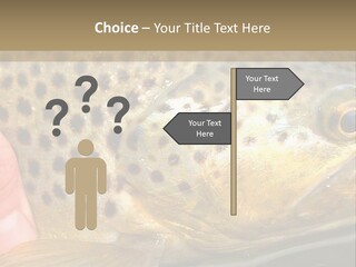 Fishing Rainbow Catch PowerPoint Template