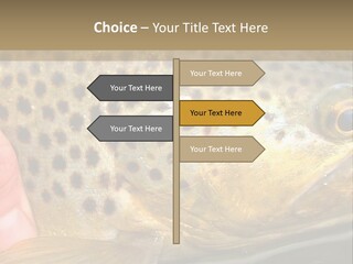 Fishing Rainbow Catch PowerPoint Template