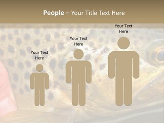 Fishing Rainbow Catch PowerPoint Template