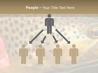 Fishing Rainbow Catch PowerPoint Template