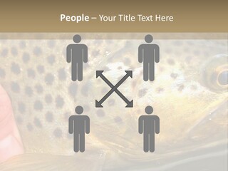 Fishing Rainbow Catch PowerPoint Template