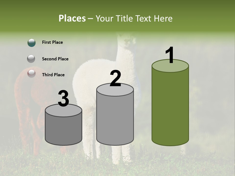 Peruvian Cub America PowerPoint Template