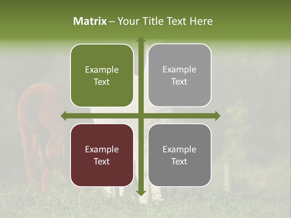 Peruvian Cub America PowerPoint Template