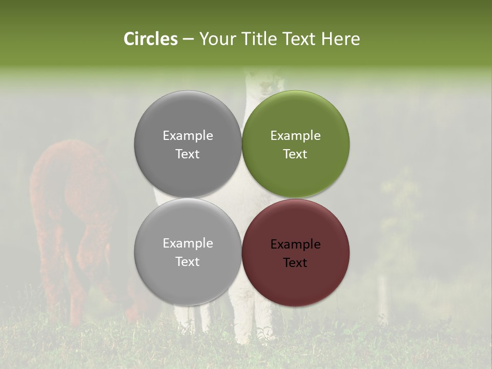 Peruvian Cub America PowerPoint Template