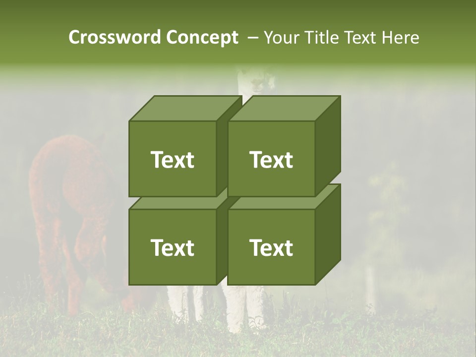 Peruvian Cub America PowerPoint Template