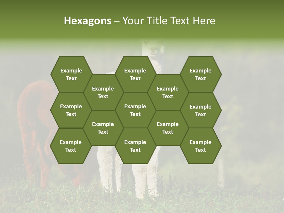 Peruvian Cub America PowerPoint Template