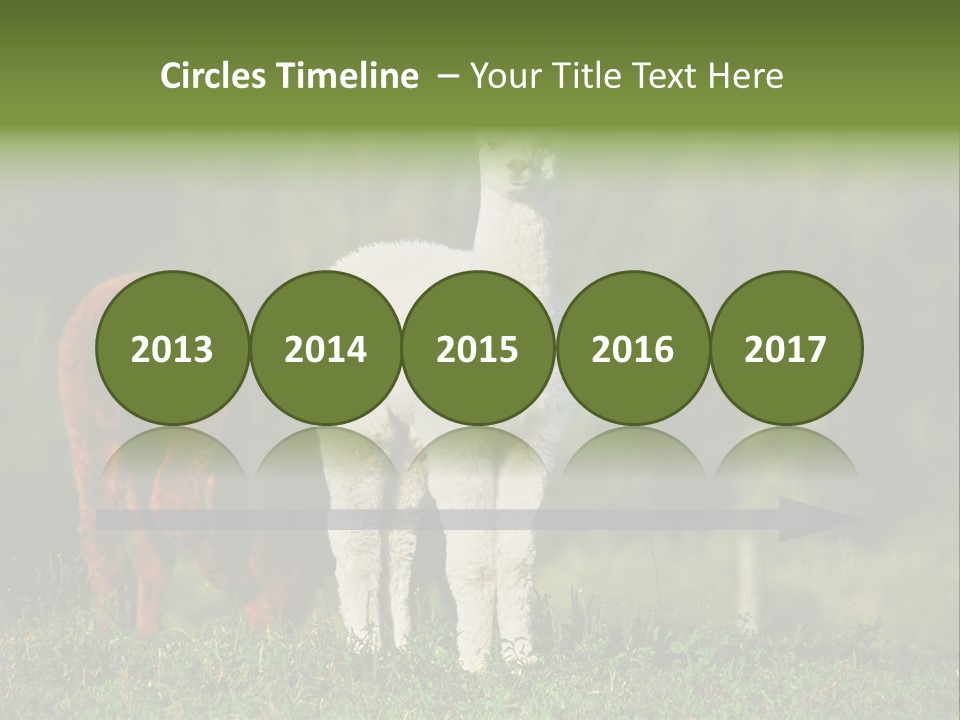 Peruvian Cub America PowerPoint Template