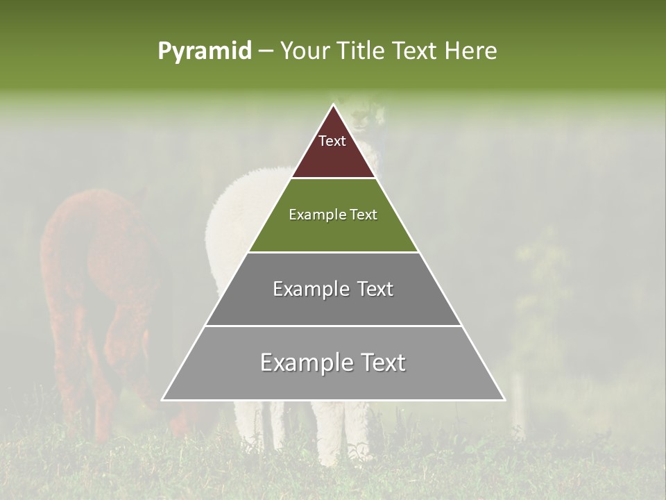 Peruvian Cub America PowerPoint Template