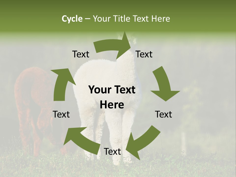 Peruvian Cub America PowerPoint Template