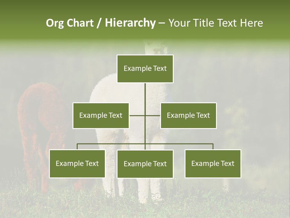 Peruvian Cub America PowerPoint Template