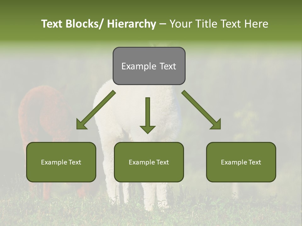 Peruvian Cub America PowerPoint Template