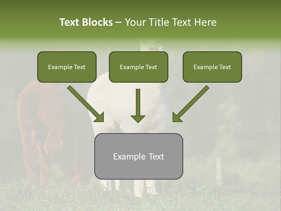 Peruvian Cub America PowerPoint Template