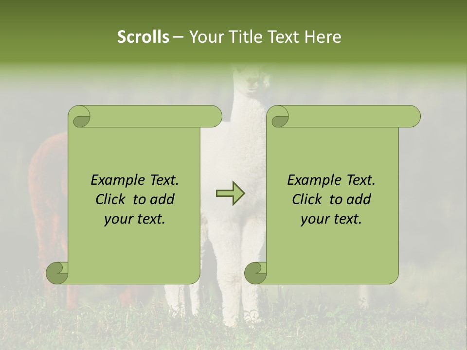 Peruvian Cub America PowerPoint Template