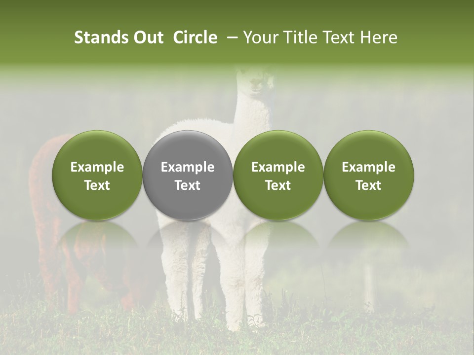 Peruvian Cub America PowerPoint Template