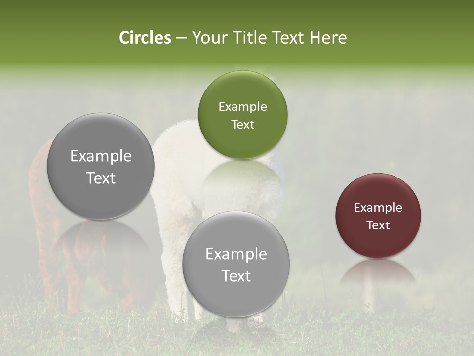 Peruvian Cub America PowerPoint Template