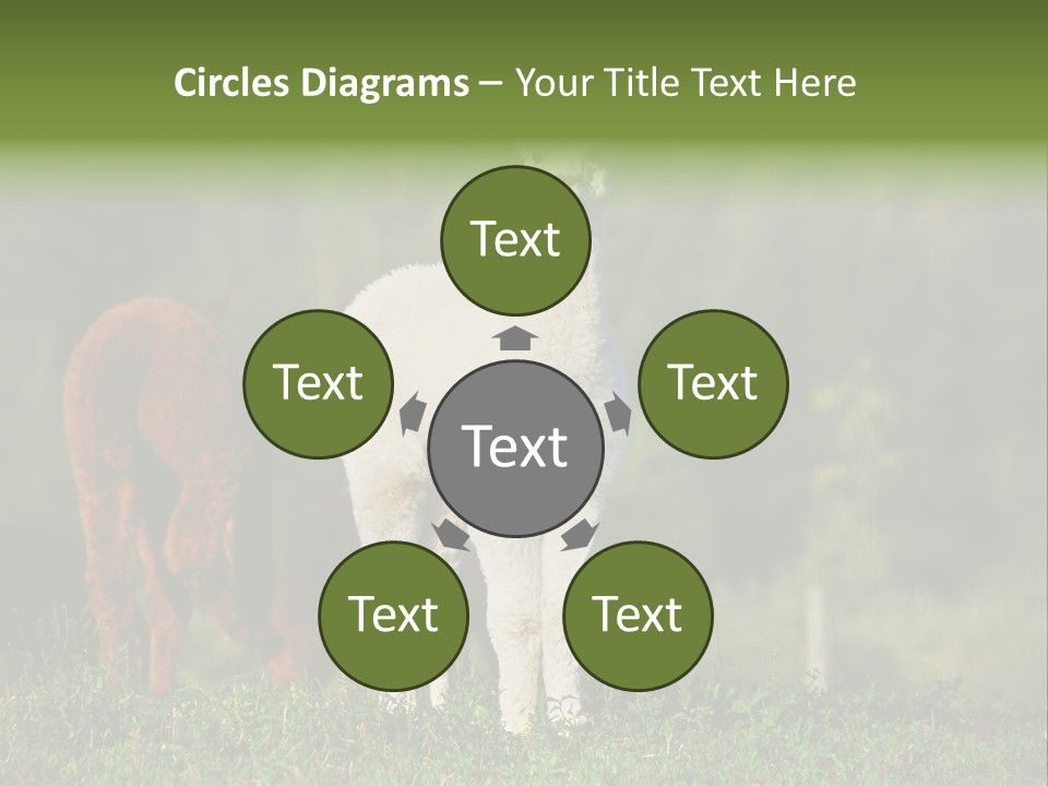 Peruvian Cub America PowerPoint Template