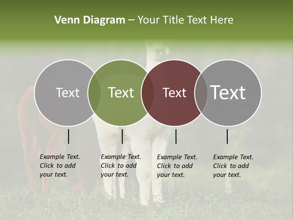 Peruvian Cub America PowerPoint Template