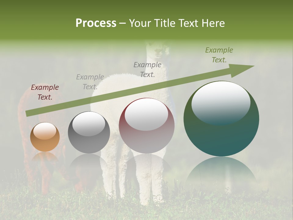 Peruvian Cub America PowerPoint Template