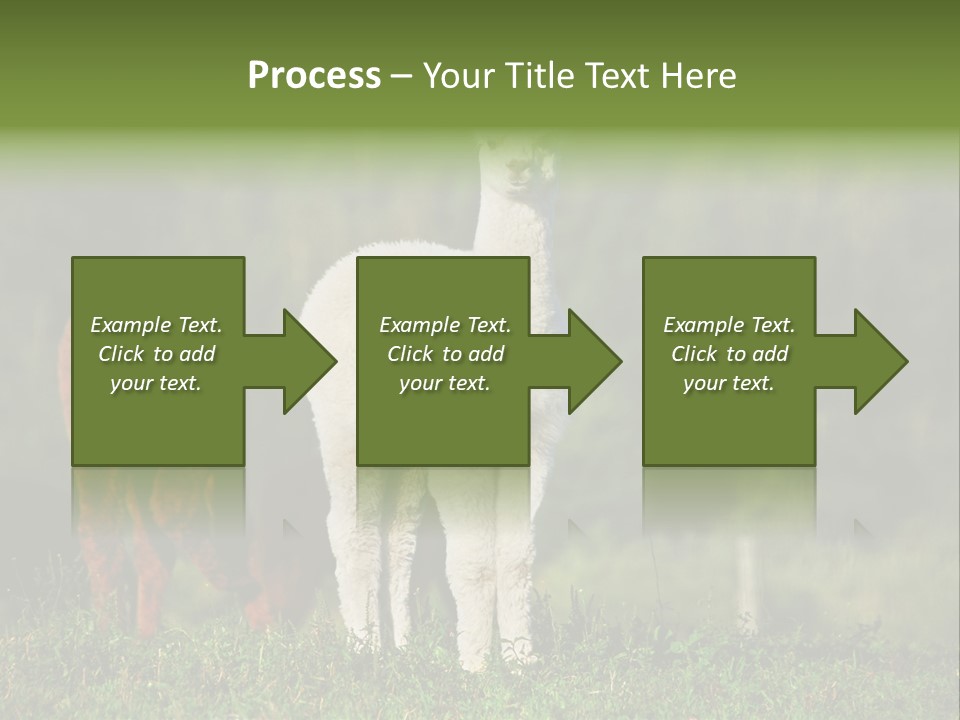 Peruvian Cub America PowerPoint Template